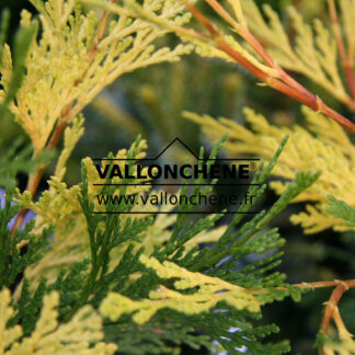 CALOCEDRUS decurrens 'Aureovariegata' en Octobre