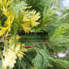 CALOCEDRUS decurrens ‘Aureovariegata’ en Mars CALOCEDRUS decurrens 'Aureovariegata' en Mars