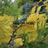 CALOCEDRUS decurrens ‘Aureovariegata’ en Mai CALOCEDRUS decurrens 'Aureovariegata' en Mai
