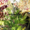 CALOCEDRUS decurrens ‘Pillar’ en Octobre