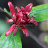 CALYCANTHUS floridus ‘Ferox’ en Mai
