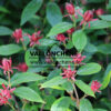CALYCANTHUS floridus ‘Ferox’ en Mai