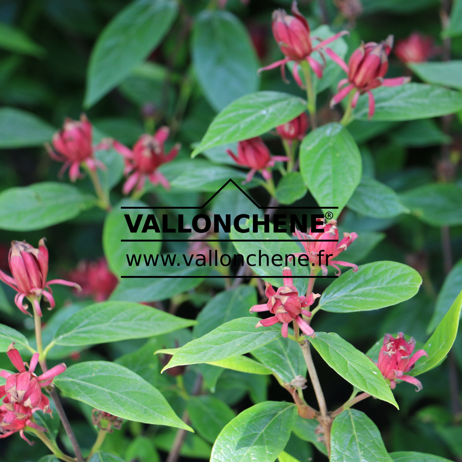 CALYCANTHUS floridus ‘Ferox’ en Mai