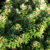 ABIES koreana ‘Brilliant’ en Octobre