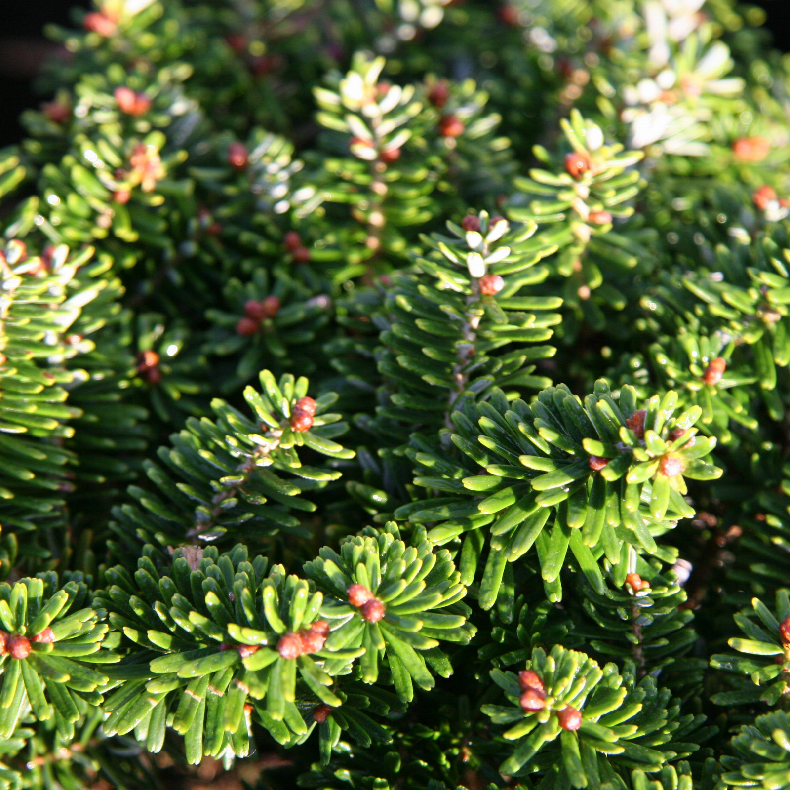 ABIES koreana 'Brilliant' en Octobre