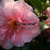 CAMELLIA japonica ‘Bicolor’ en Avril