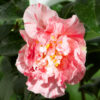 CAMELLIA japonica ‘Bicolor’ en Février