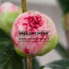 CAMELLIA japonica ‘Bicolor’ en Février
