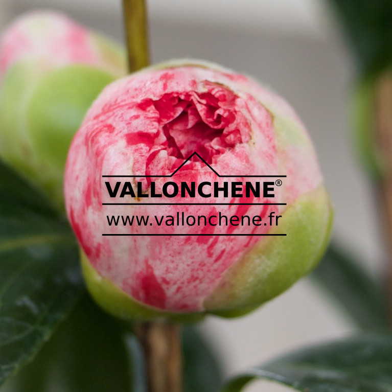 CAMELLIA japonica ‘Bicolor’ en Février