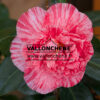 CAMELLIA japonica ‘Bicolor’ en Février