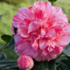 CAMELLIA japonica ‘Bicolor’ en Mars