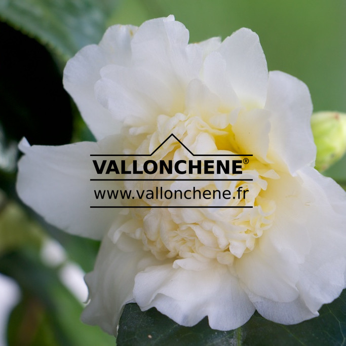 CAMELLIA japonica ‚Brushfield’s Yellow‘ en Février