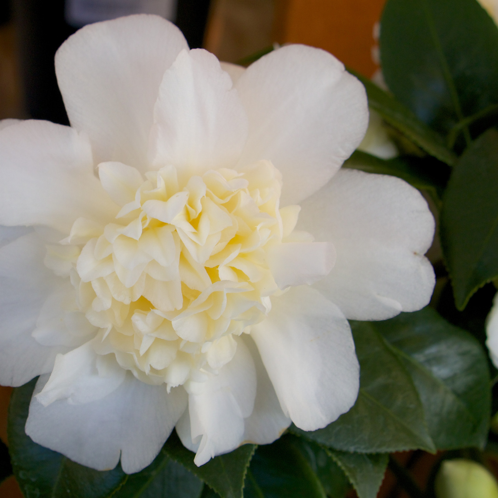 CAMELLIA japonica ‚Brushfield’s Yellow‘ en Mars