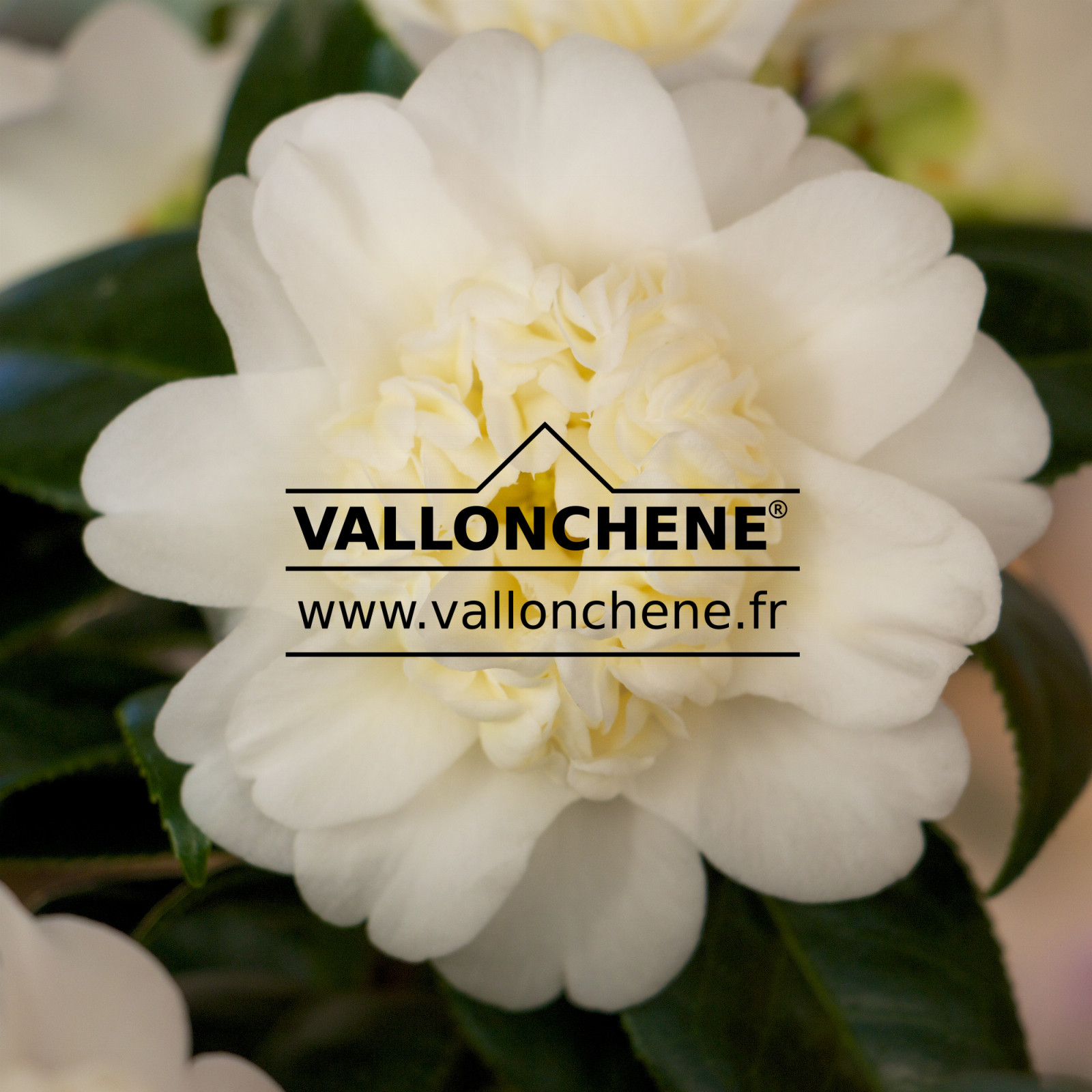 CAMELLIA japonica ‚Brushfield’s Yellow‘ en Mars