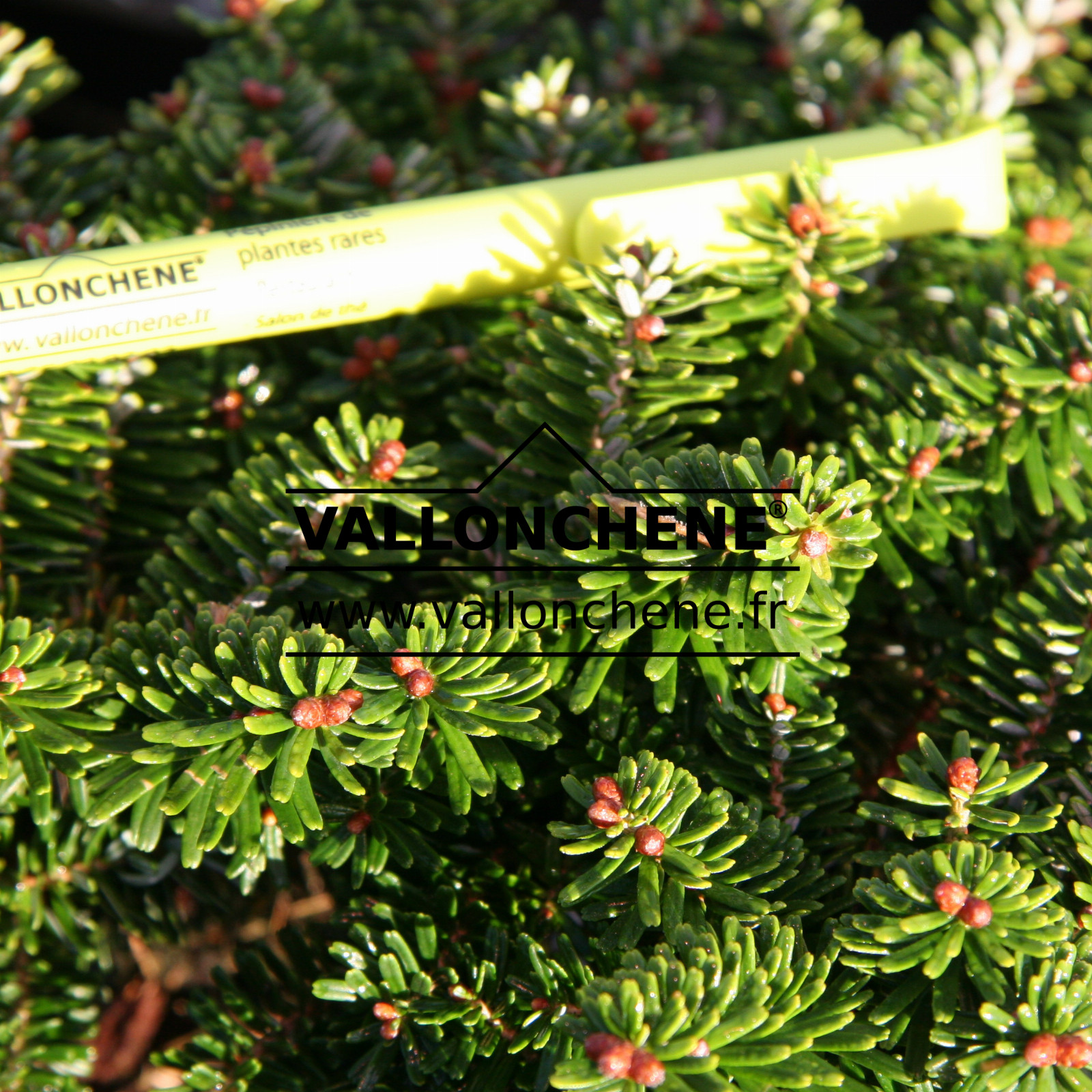 ABIES koreana 'Brilliant' en Octobre