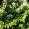 ABIES koreana ‘Brilliant’ en Octobre