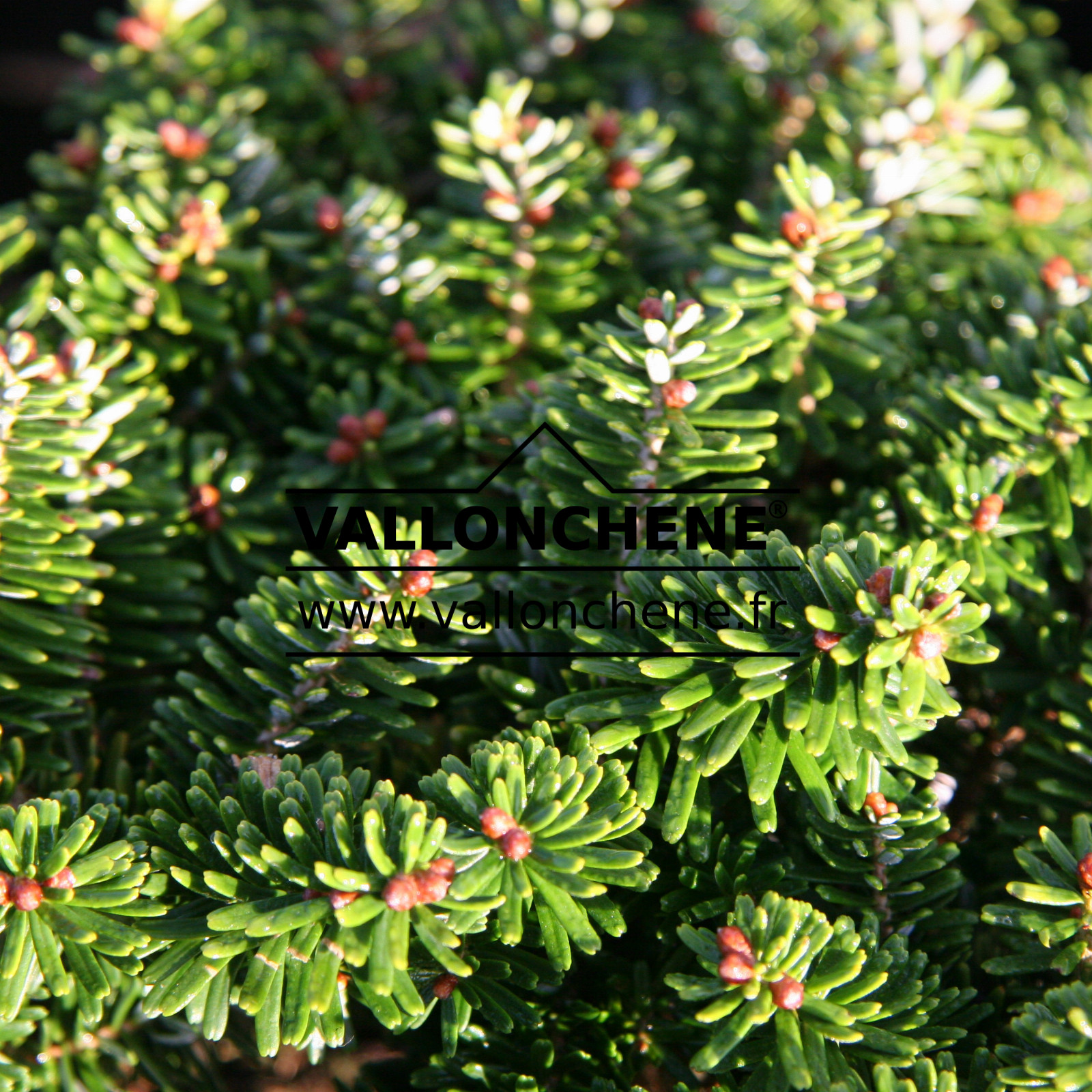ABIES koreana 'Brilliant' en Octobre
