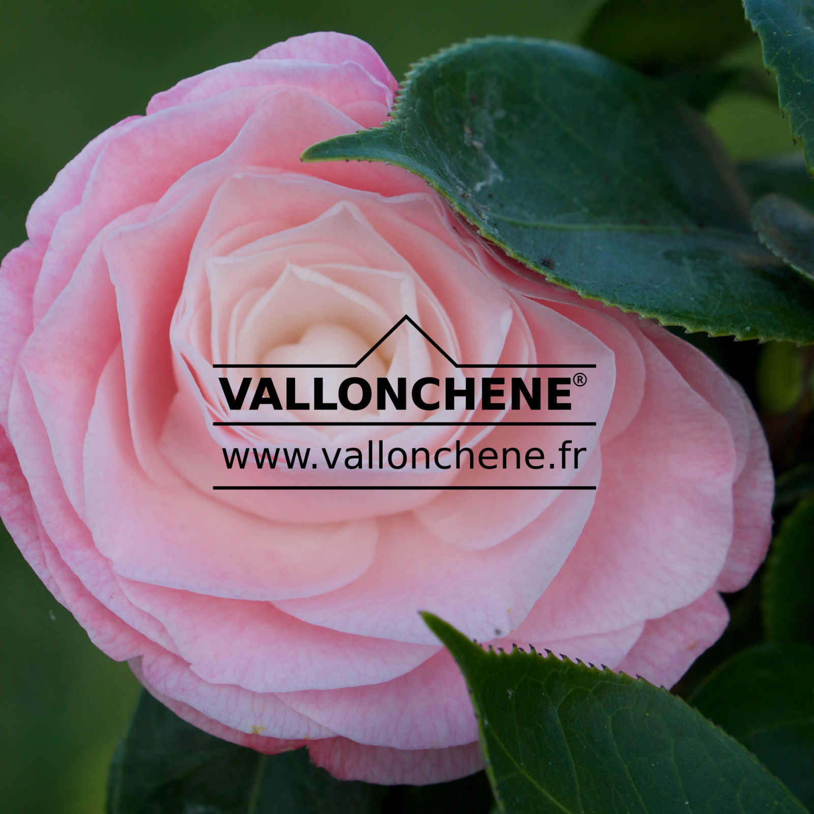 CAMELLIA japonica ‘Desire’ en Mars