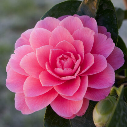 CAMELLIA japonica 'Imbricada Roja' en Mars