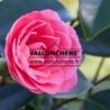 CAMELLIA japonica 'Imbricada Roja' en Mars