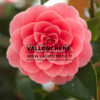 CAMELLIA japonica 'Imbricada Roja' en Mars
