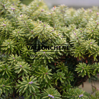 ABIES koreana 'Cis' en Février