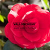 CAMELLIA japonica ‘Orandakô’ en Mars