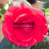 CAMELLIA japonica ‘Orandakô’ en Mars