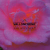 CAMELLIA Japonica ‚Preston Rose‘ en Janvier