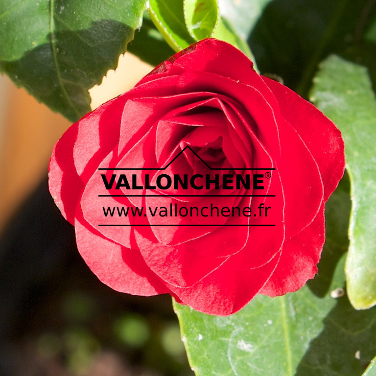 CAMELLIA japonica 'Roger Hall' en Février
