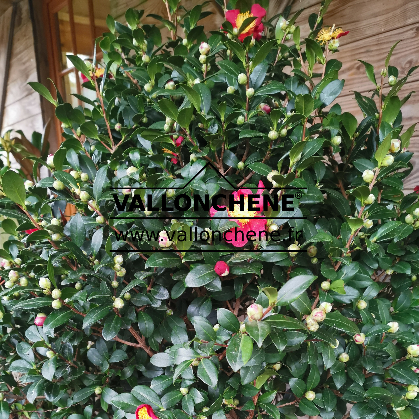 CAMELLIA x vernalis ‘Yuletide’ en Décembre