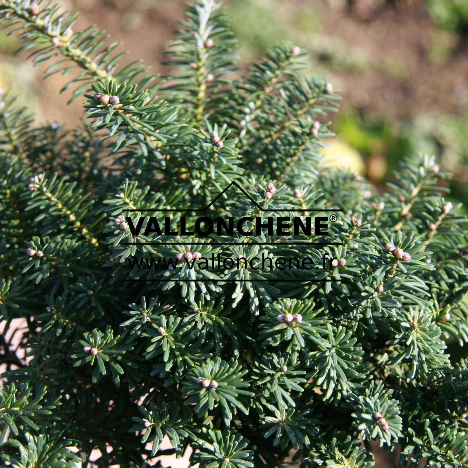 ABIES koreana ‘Cis’ en Février