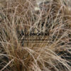 CAREX comans ‘Bronze’ en Mars