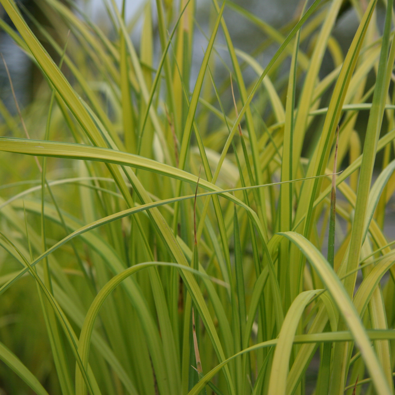 CAREX elata 'Aurea' en Mai