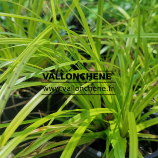 CAREX oshimensis 'Everillo' en Juin