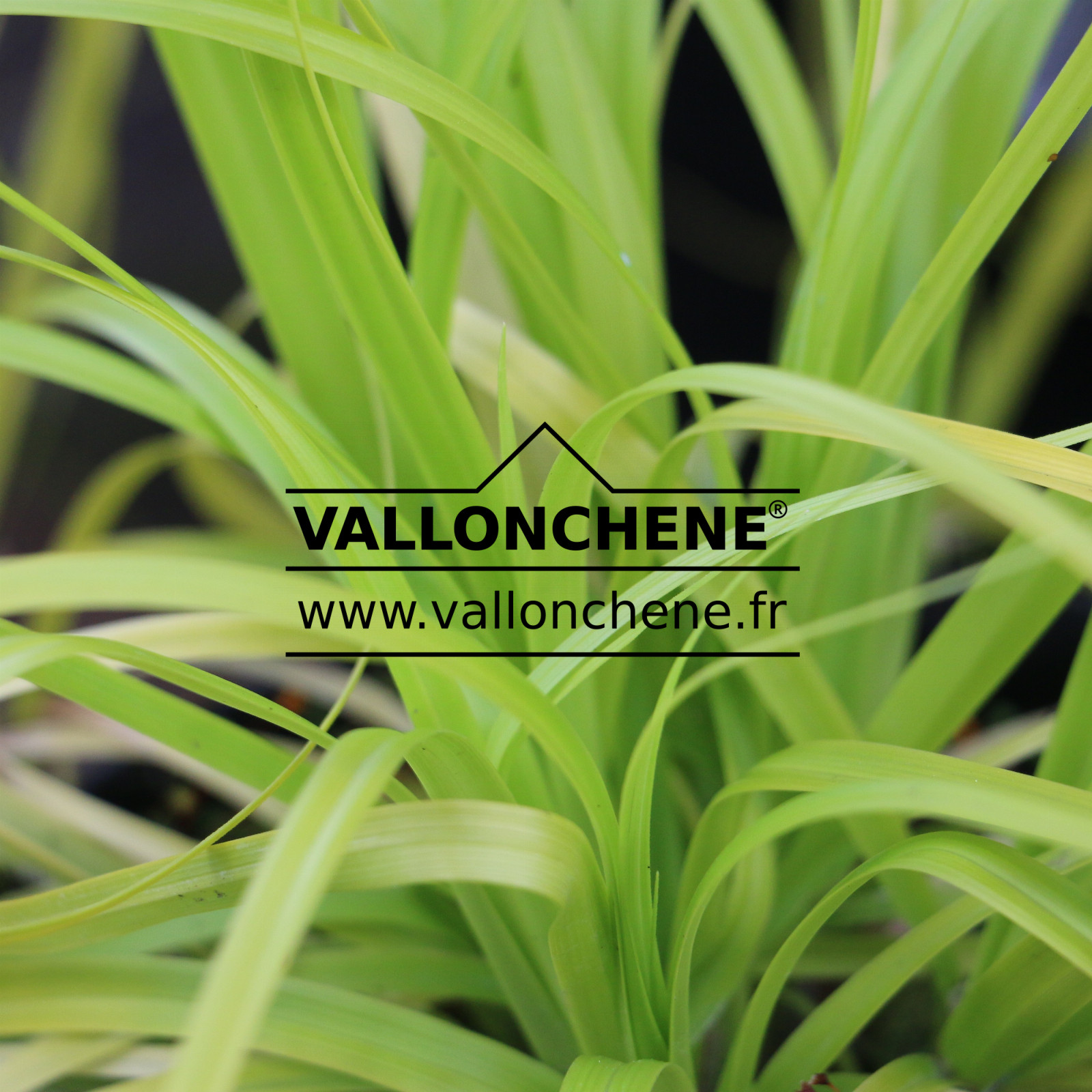 CAREX oshimensis ‚Gold‘ en Mai
