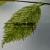 CARPINUS betulus 'Foliis Argenteovariegatis Pendula'' en Avril