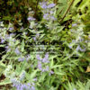 CARYOPTERIS clandonensis 'Heavenly Blue' en Août