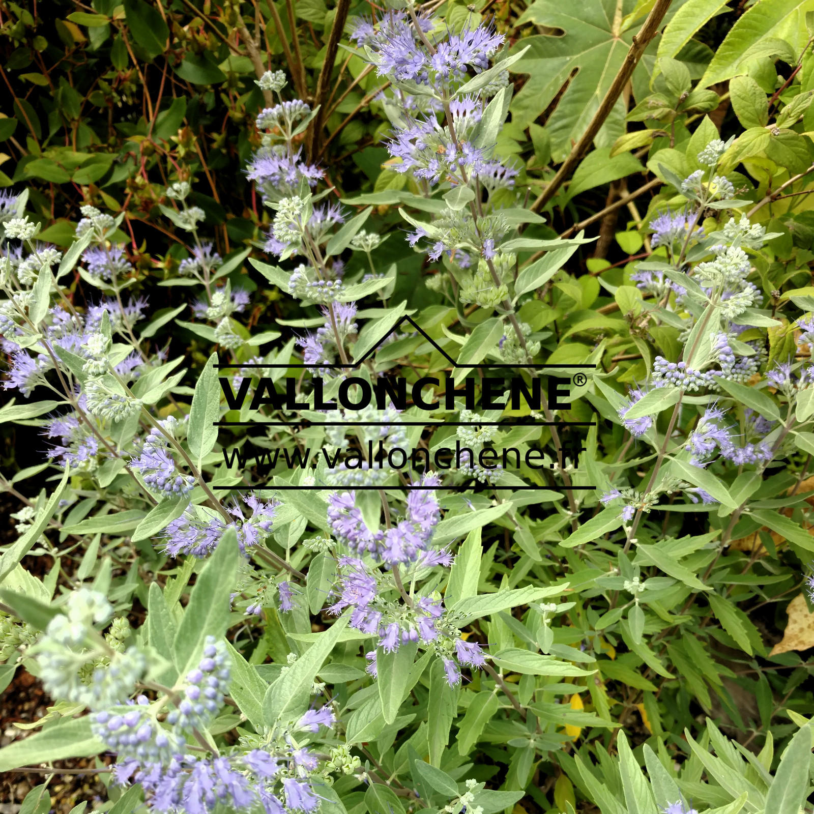 CARYOPTERIS clandonensis ‘Heavenly Blue’ en Août