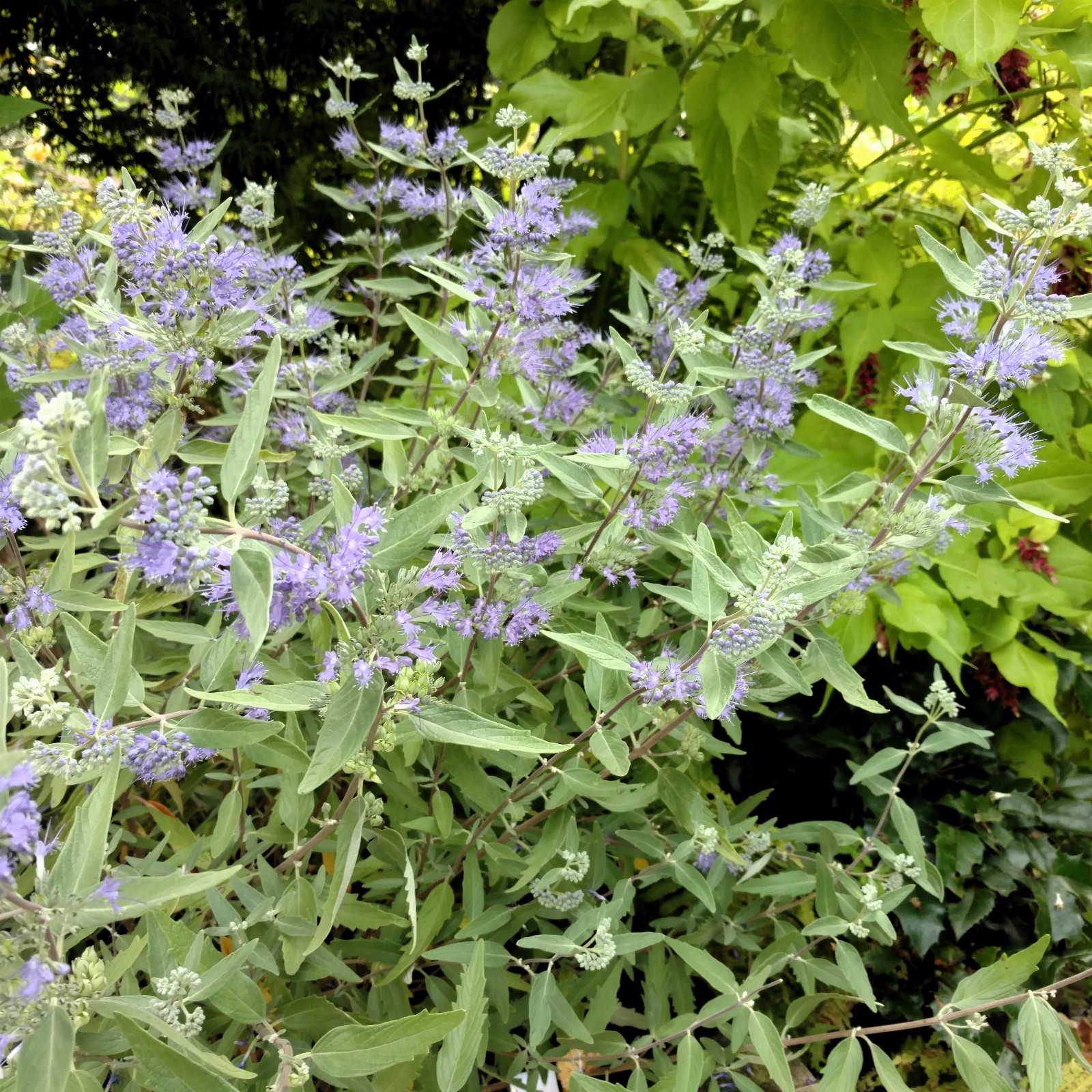 CARYOPTERIS clandonensis ‘Heavenly Blue’ en Août