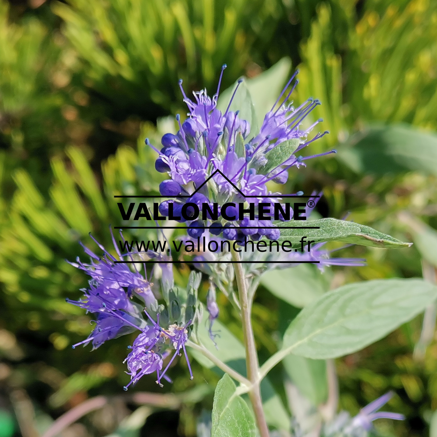 CARYOPTERIS clandonensis ‘Heavenly Blue’ en Septembre