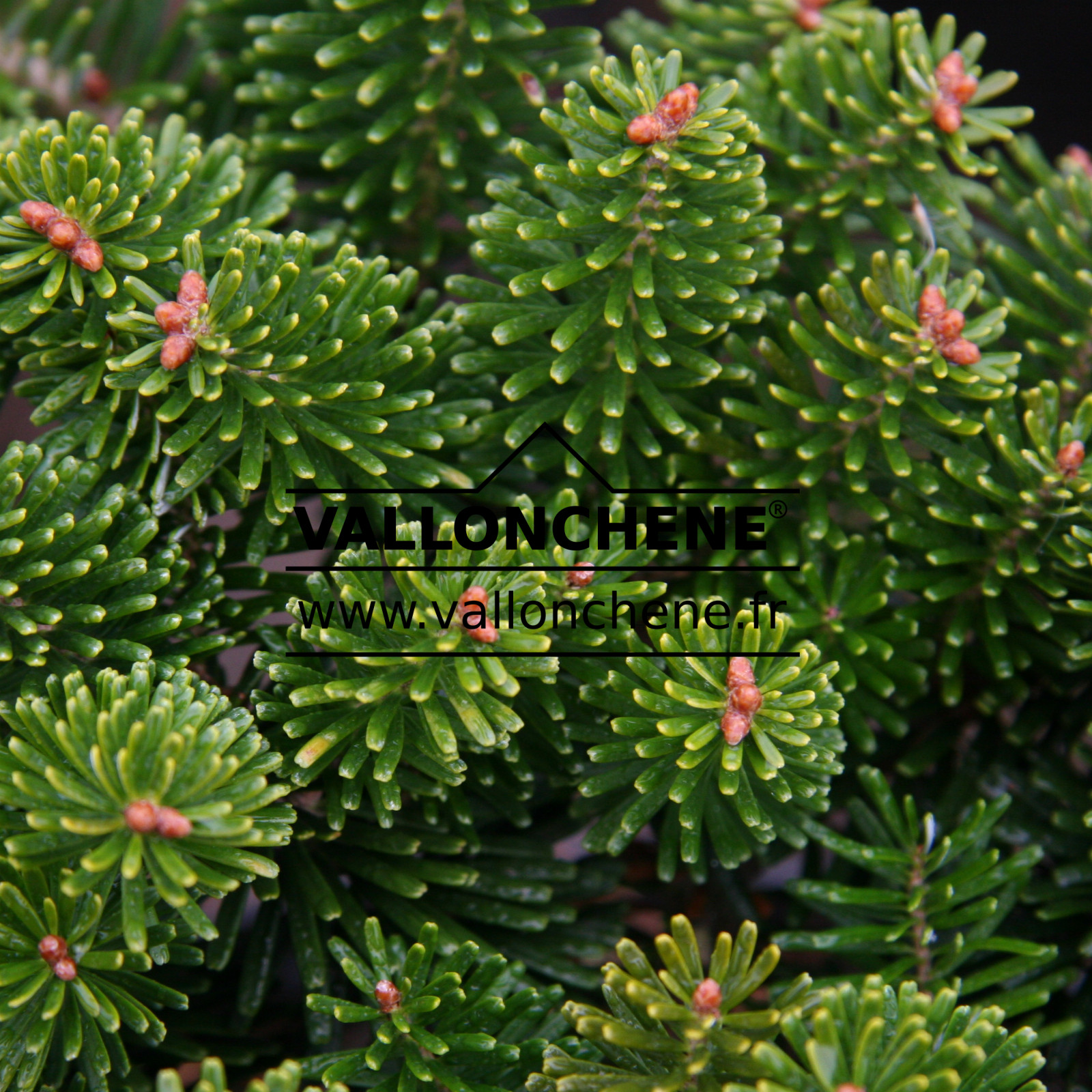 ABIES koreana ‚Dark Hill‘ en Novembre