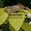 CATALPA bignonioides 'Aurea' en Juin