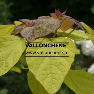 CATALPA bignonioides 'Aurea' en Juin