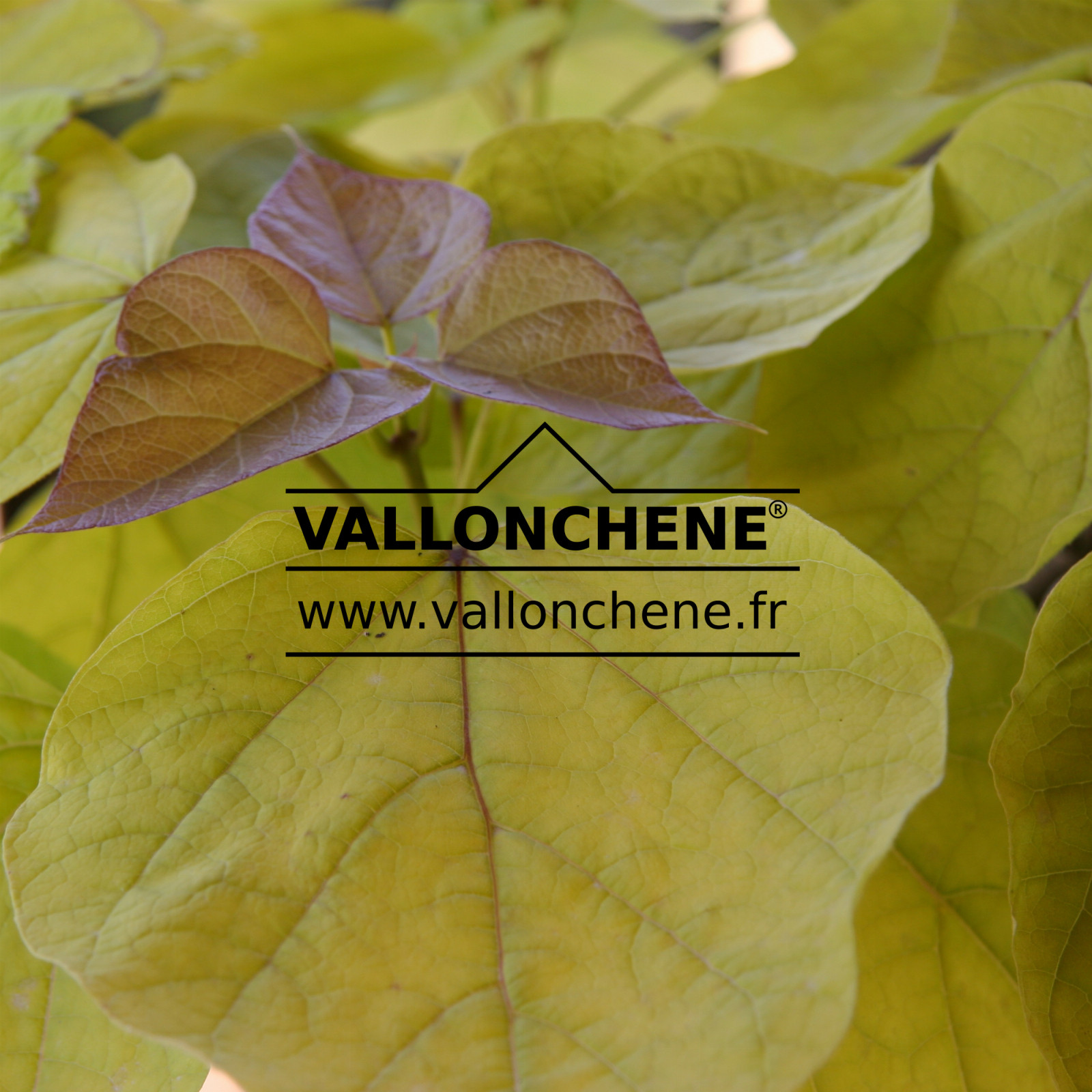 CATALPA bignonioides ‘Aurea’ en Juillet