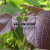 CATALPA x erubescens ‚Purpurea‘ en Août