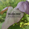 CATALPA x erubescens ‚Purpurea‘ en Août