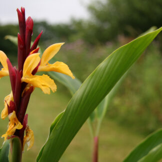 CAUTLEYA spicata en Juillet