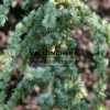 CEDRUS atlantica ‚Glauca Pendula‘ en Juillet
