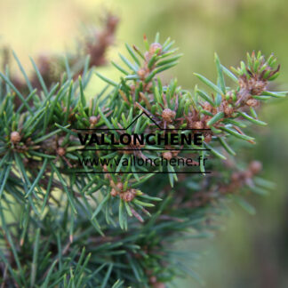 CEDRUS libani 'Green Prince' en Novembre